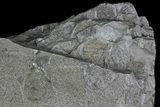 Pennsylvanian Fossil Fern & Bivalve Plate - Kinney Quarry, NM #80516-3